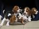 Camada de beagles, macho y hembra para navidad