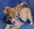 Chihuahua cachorritos para adopcion - Foto 1