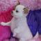 Chihuahua cachorritos para adopcion - Foto 3