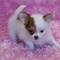 Chihuahua cachorritos para adopcion - Foto 4