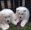 Dulce cachorros samoyedo - Foto 1