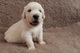 Excelentes cachorros de Golden Retriever - Foto 1