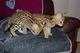Gatitos serval, caracal y la sabana disponibles - Foto 1