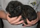 Gratis affenpinscher cachorro listo - Foto 1