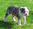 Gratis alapaha cachorro de sangre azul disponibles - Foto 1