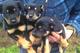 Gratis australiano Kelpie Perritos disponibles - Foto 1