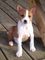 Gratis basenji cachorros disponibles