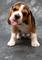 Gratis beagle cachorros disponibles