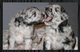 Gratis bergamasco cachorros listo