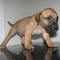 Gratis boerboel cachorro disponibles
