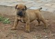 Gratis boerboel cachorros disponibles