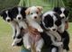 Gratis border collie cachorros lista - Foto 1