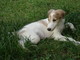 Gratis borzoi cachorros disponibles - Foto 1