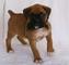 Gratis boxer cachorro listo - Foto 1