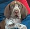 Gratis bracco italiano cachorros lista