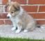 Gratis cachorros perro pastor shetland disponibles - Foto 1