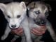 Gratis cachorros wolfdog saarloos disponibles