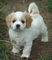 Gratis cavachon cachorro disponibles - Foto 1