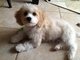 Gratis Cavachon cachorros lista - Foto 1