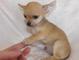 Gratis Chihuahua cachorros listo - Foto 1