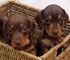 Gratis dachshund miniatura cachorros disponibles