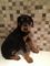 Gratis deerhound cachorros disponibles - Foto 1