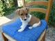 Gratis fontanero terrier cachorros disponibles - Foto 1