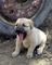 Gratis kangal turco cachorros disponibles - Foto 1