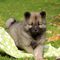 Gratis keeshond cachorros disponibles