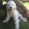 Gratis Komondor cachorros lista - Foto 1