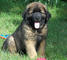 Gratis leonberger cachorros listo