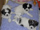 Gratis lhasa apso cachorros disponibles