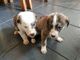 Gratis lurcher cachorros disponibles
