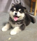 Gratis malamute alaska cachorros disponibles - Foto 1