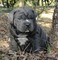 Gratis mastín napolitano cachorro disponibles