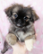 Gratis pekingese perritos disponibles - Foto 1