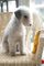 Gratis perritos bedlington terrier disponibles