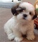 Gratis perritos shih tzu listo - Foto 1