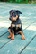 Gratis pinscher cachorros disponibles - Foto 1