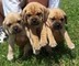 Gratis puggle cachorros disponibles