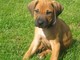 Gratis rhodesian cachorros disponibles - Foto 1