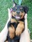 Gratis rottweiler cachorros lista