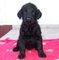 Gratis ruso terrier negros cachorros disponibles - Foto 1