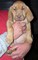 Gratis sabueso perrito disponibles