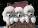 Gratis samoyedo cachorros disponibles