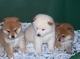 Gratis shiba inu japonés cachorros lista - Foto 1