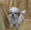 Gratis shih poo cachorros disponibles