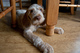 Gratis spinone italiano cachorro lista - Foto 1
