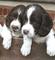 Gratis Sprocker cachorros disponibles - Foto 1