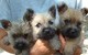 Gratis terrier mojón cachorro disponibles - Foto 1